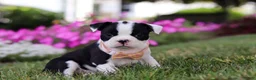 Boston Terrier dogs for sale: Xena - Ad 1