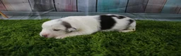 Miniature Australian Shepherd dogs for sale: Harriett - Ad 3