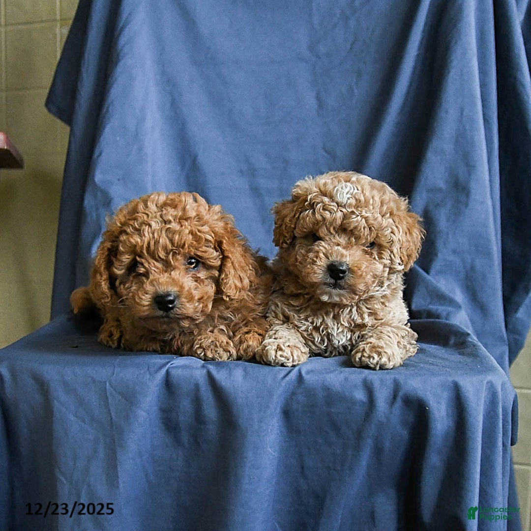 Maltipoo dogs for sale: Caramel - Ad 5