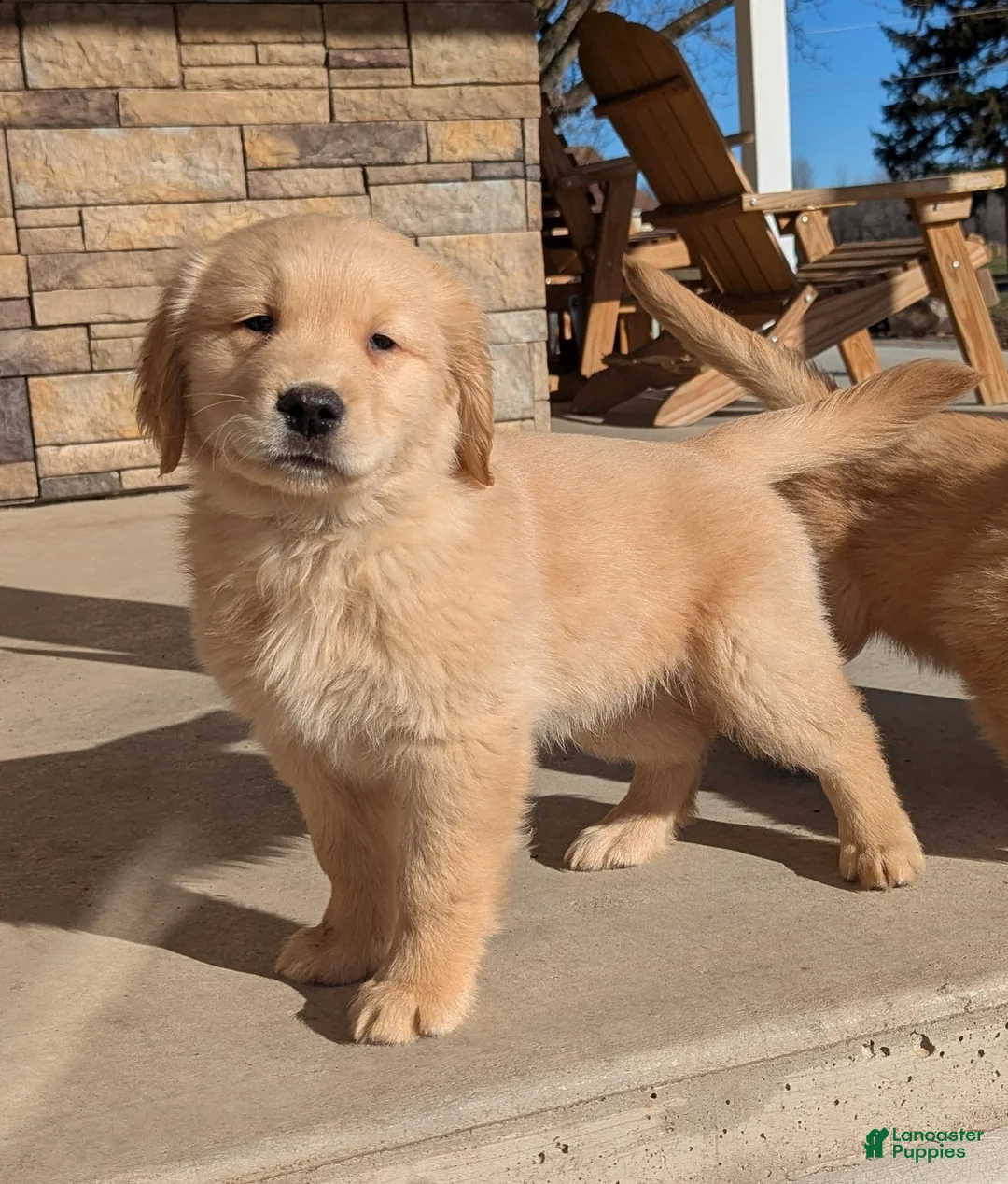 Golden Retriever dogs for sale: Max - Ad 1