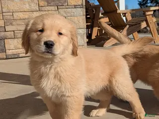 Golden Retriever dogs Max - Ad 14