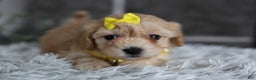 Maltipoo dogs for sale: Goldie  - Ad 4
