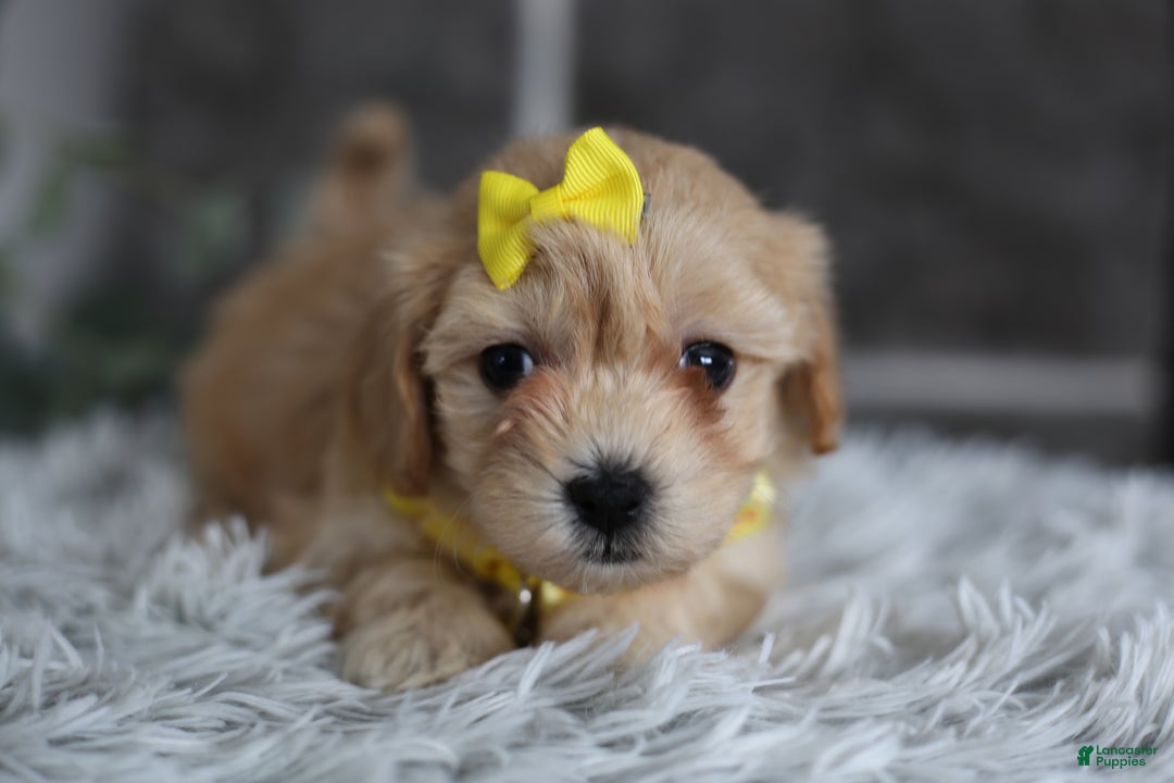 Maltipoo dogs for sale: Goldie  - Ad 4