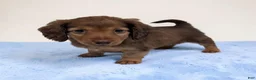 Miniature Dachshund dogs for sale: Brownie - Ad 7