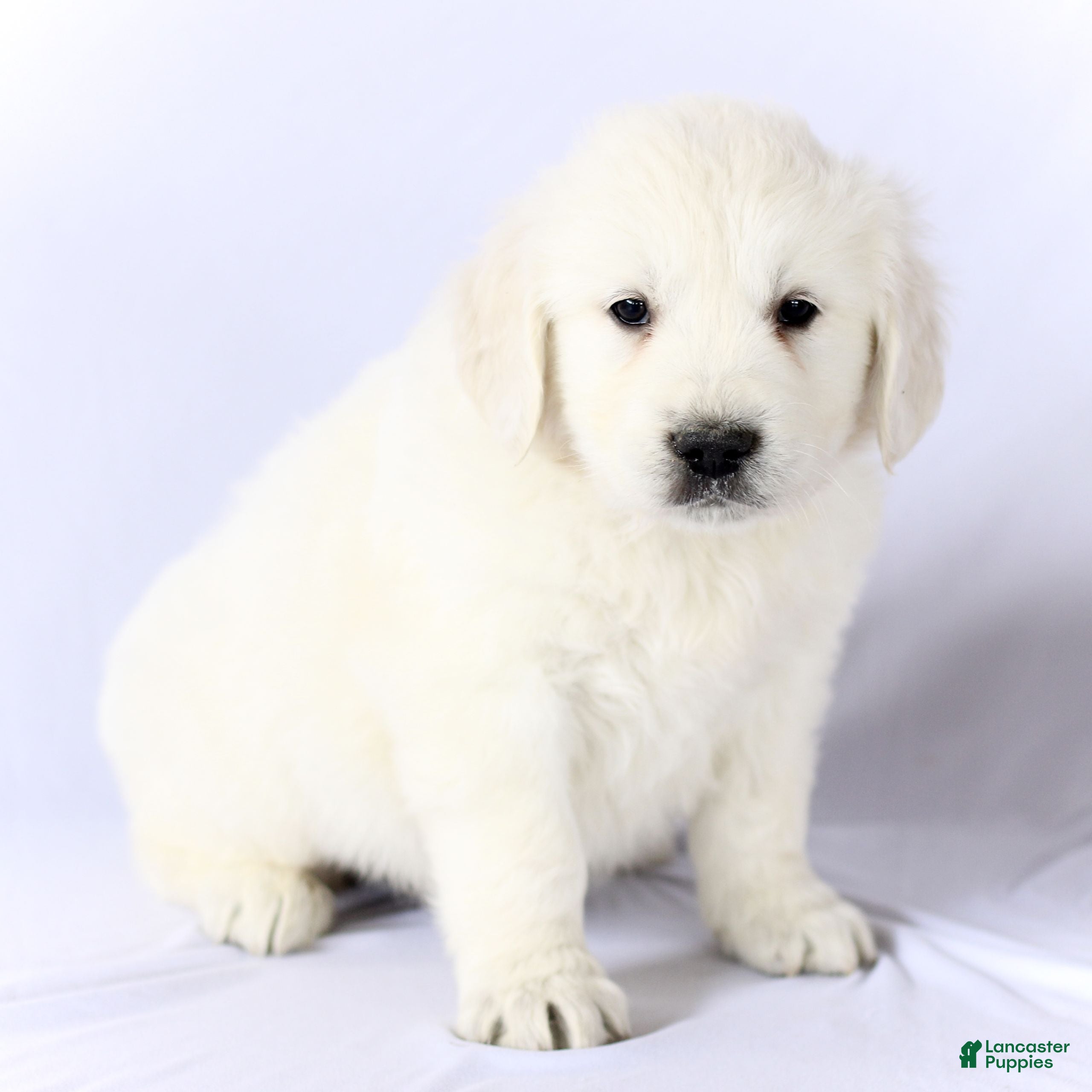 Golden Retriever dogs Sebastian  - Ad 2