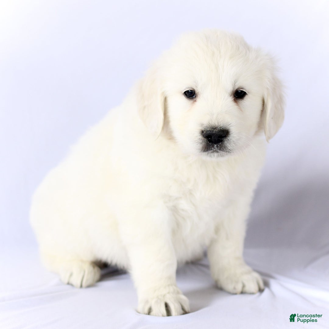 Golden Retriever dogs for sale: Sebastian  - Ad 2