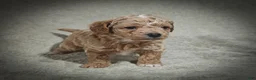 Cavapoo dogs for sale: Biscuit (Micro Cavapoo - Ad 3