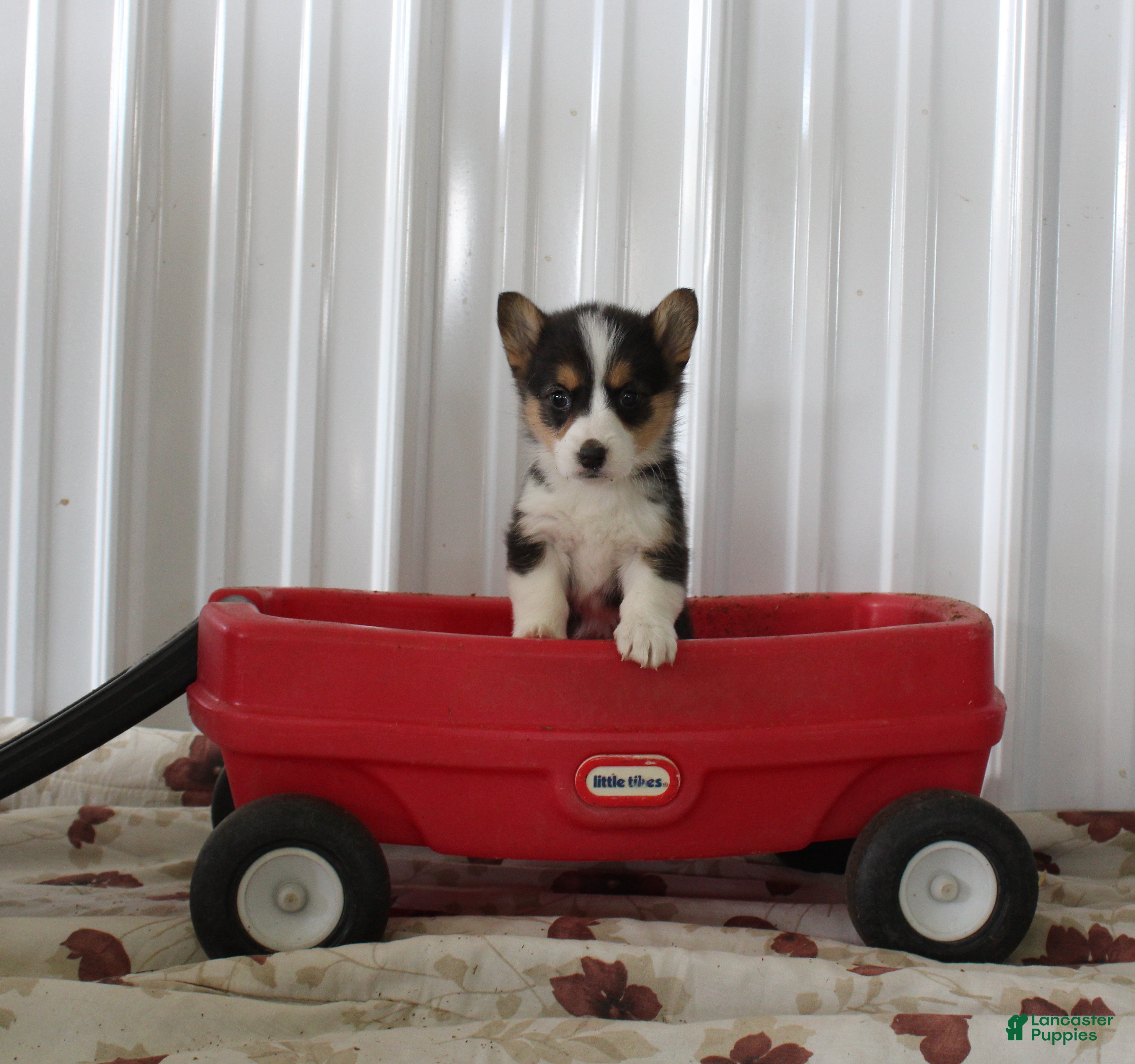 Welsh Corgi Pembroke dogs Peanut - Ad 23