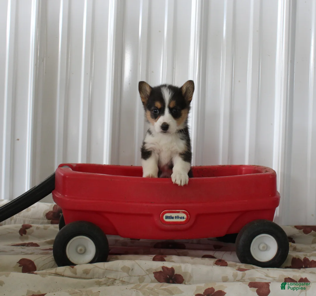 Welsh Corgi Pembroke dogs for sale: Peanut - Ad 1