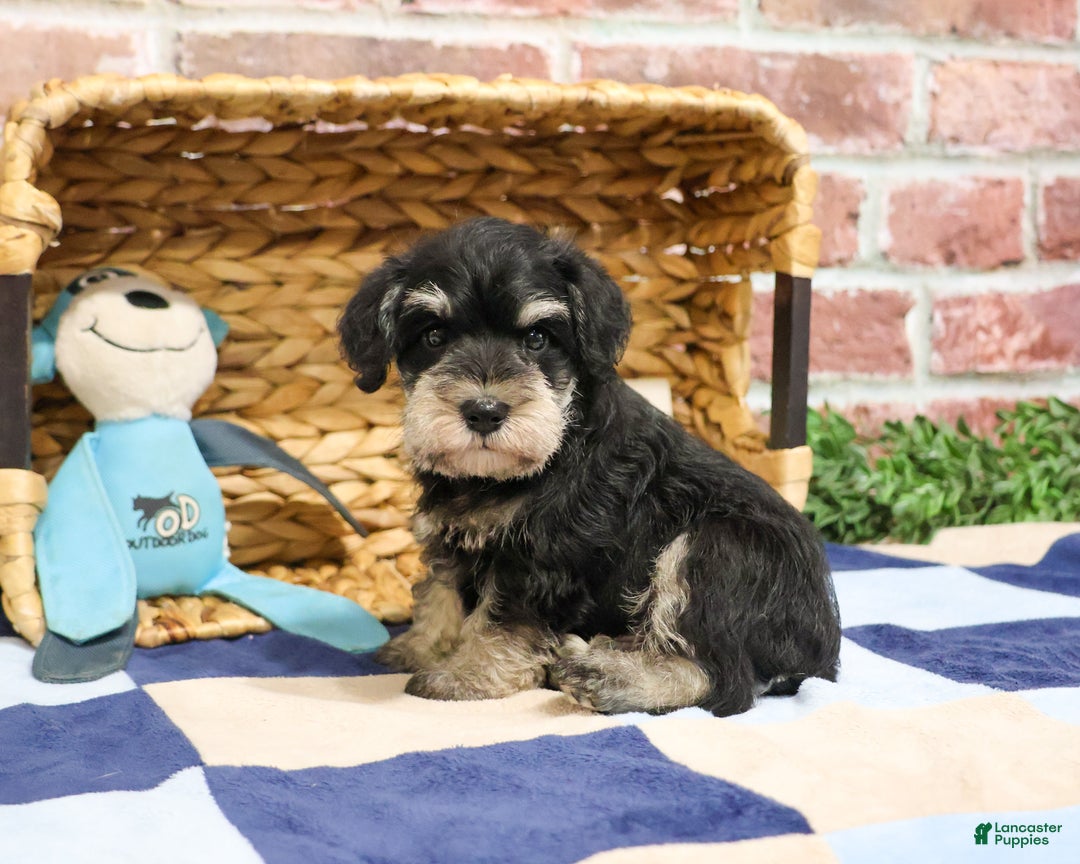 Miniature Schnauzer dogs for sale: Atlas - Ad 3