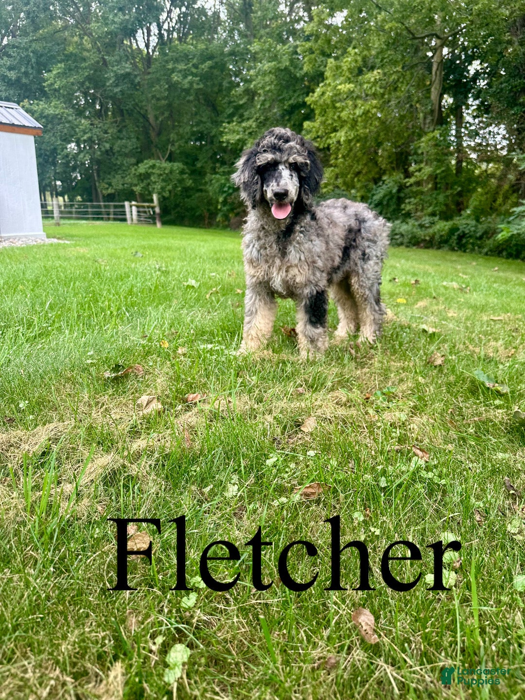 Standard Poodle dogs Fletcher  - Ad 1