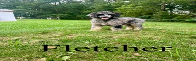 Fletcher 