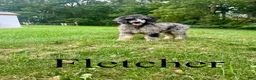 Standard Poodle dogs for sale: Fletcher  - Ad 1