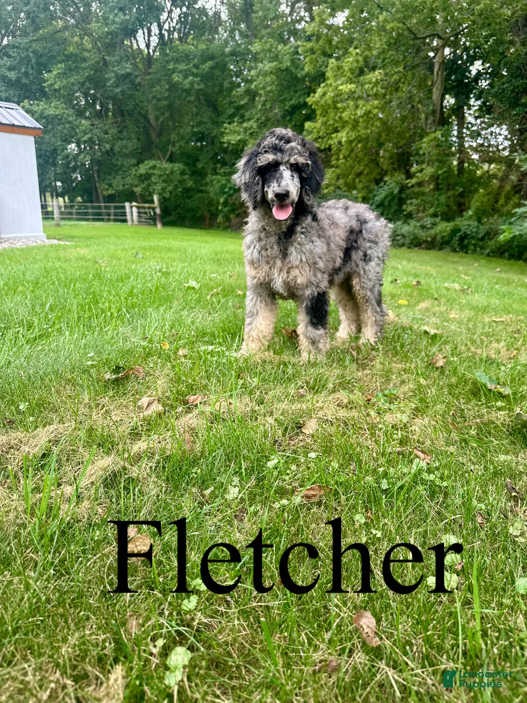 Standard Poodle dogs for sale: Fletcher  - Ad 1