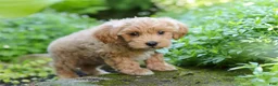 Maltipoo dogs for sale: Christopher - Ad 7
