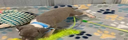 Italian Greyhound dogs for sale: Dovie - Ad 3