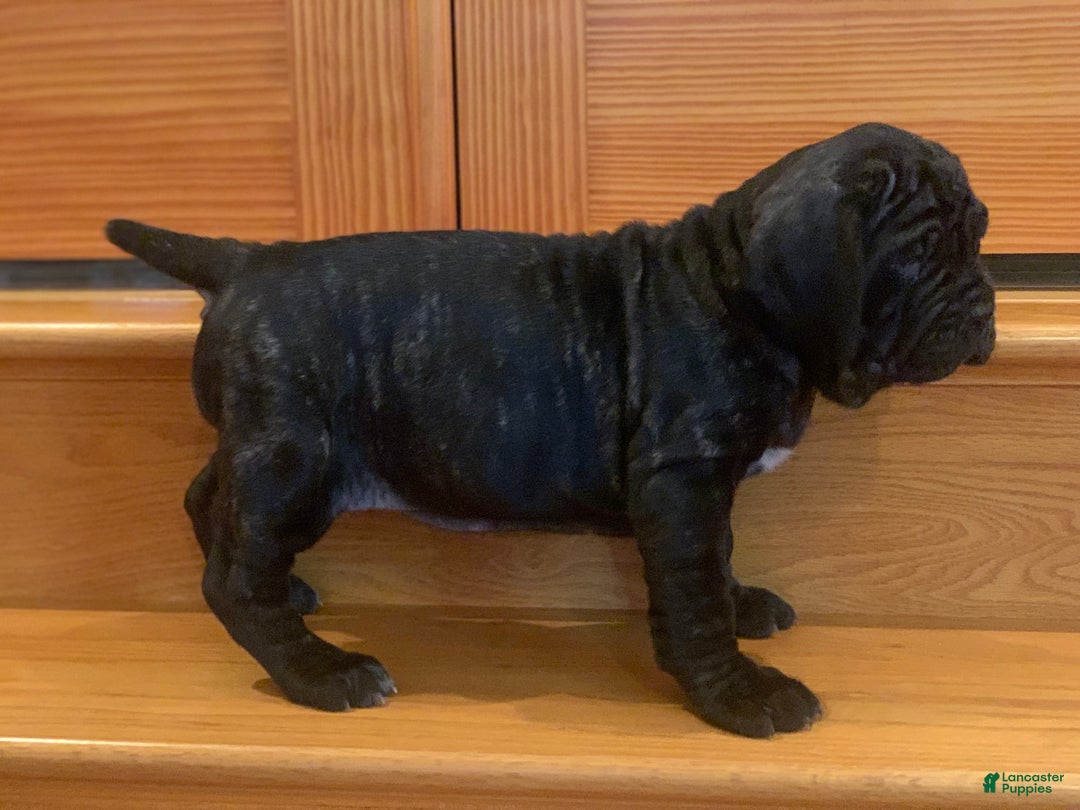 Neapolitan Mastiff Puppy 14 for sale in Port Crane Lancaster Puppies