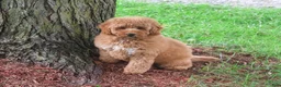 Mini Goldendoodle dogs for sale: Benny - Ad 3
