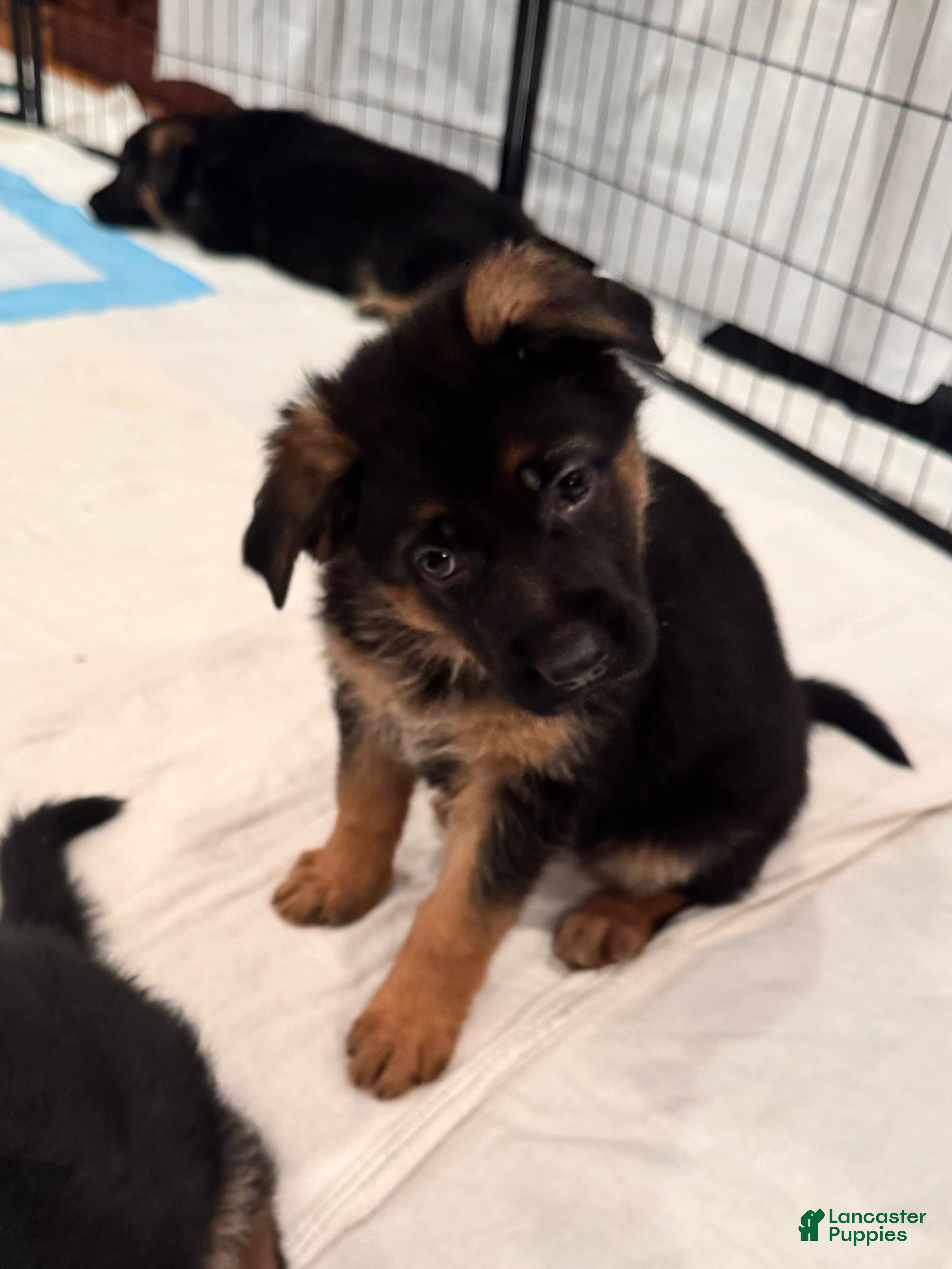 German Shepherd dogs German Shepherd Puppy 6 - Ad 42