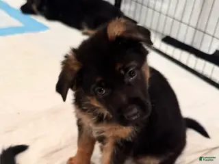 German Shepherd dogs German Shepherd Puppy 6 - Ad 42