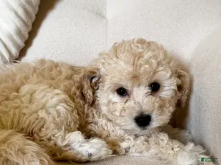 Mixed Breed dogs Oliver - Ad 14