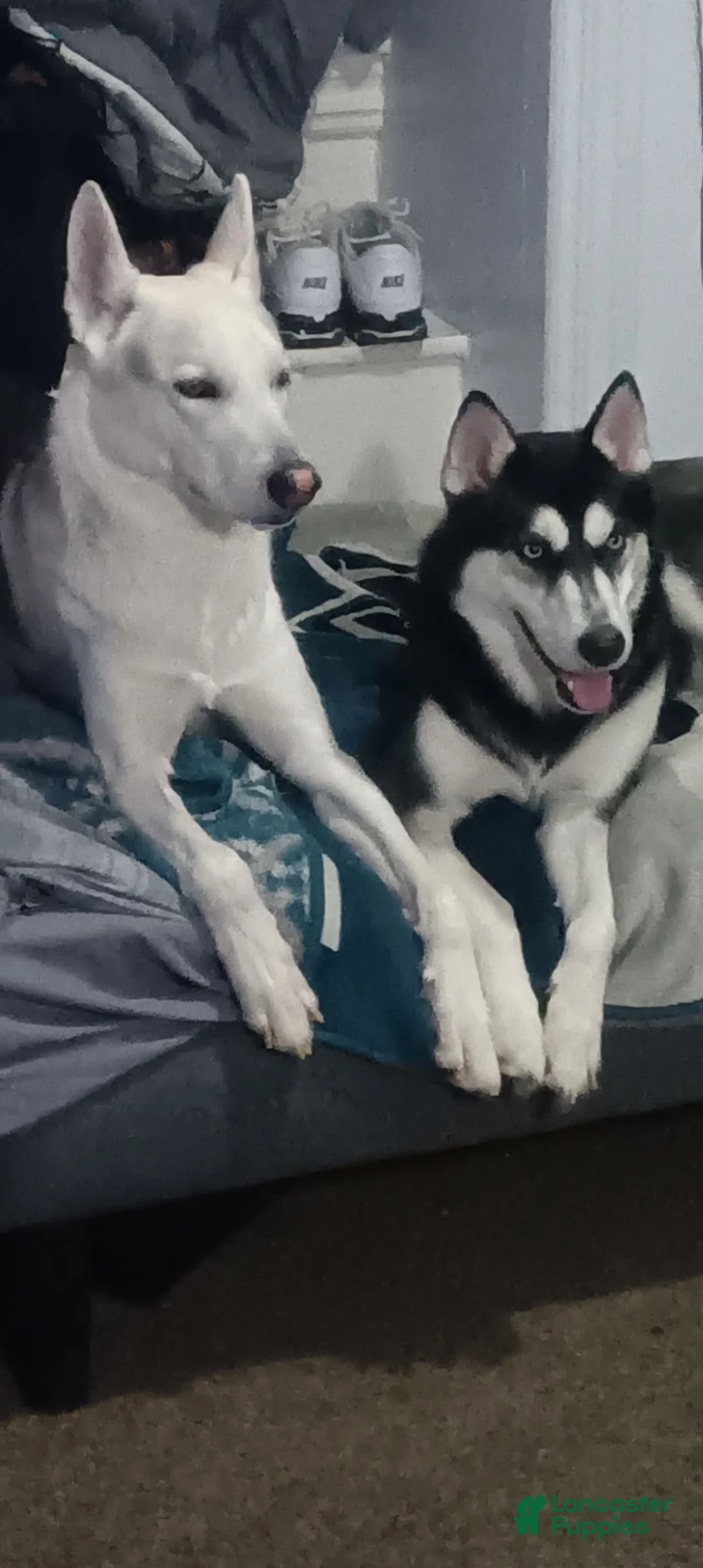 Gerberian Shepsky dogs for sale: Dash - Ad 5