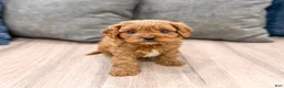 Cavapoo dogs for sale: Lucy - Ad 8