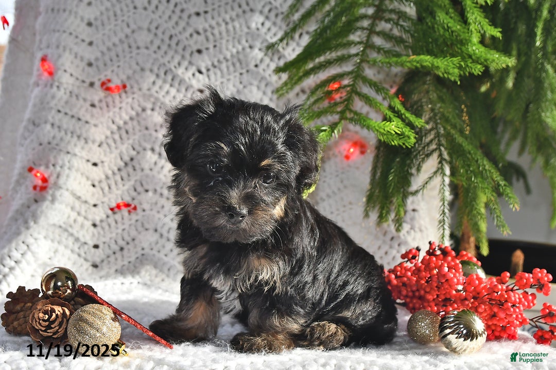 Yorkiepoo dogs for sale: Zinnia - Ad 3