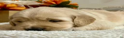 Golden Retriever dogs for sale: Ruf - Ad 4