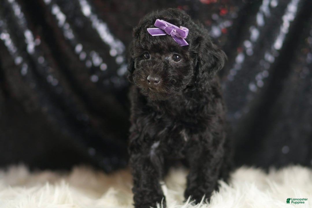 Mini Goldendoodle dogs for sale: Smiles - Ad 5