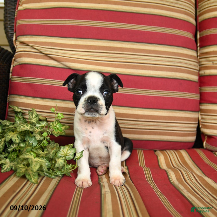 Boston Terrier dogs John - Ad 2