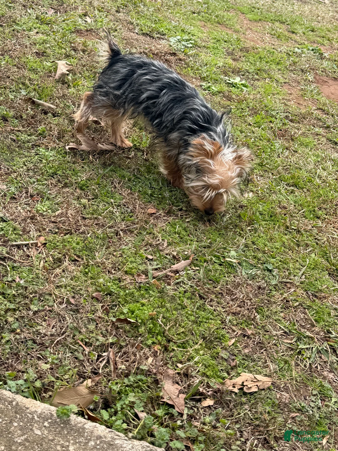Yorkiepoo dogs for sale: Yorkiepoo Puppy  - Ad 2