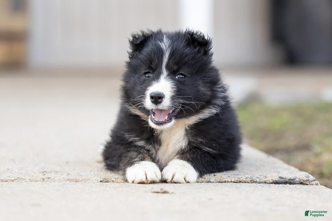 Mixed Breed dogs for sale: Muffin - Ad 1