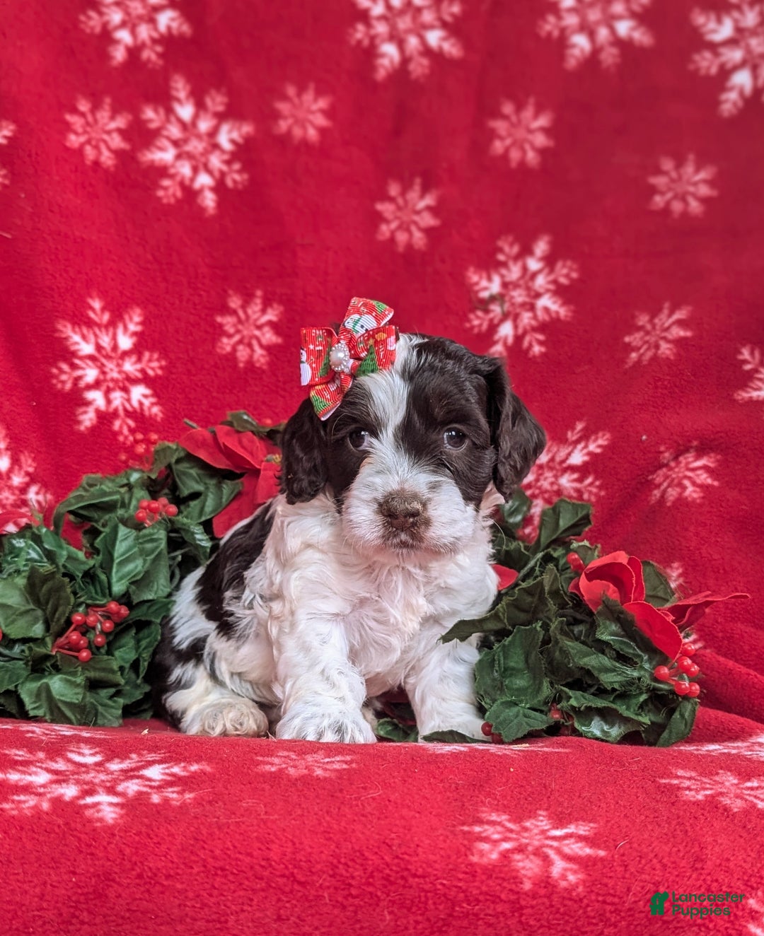 Cockapoo dogs for sale: Belinda Chocolate and White - Ad 3