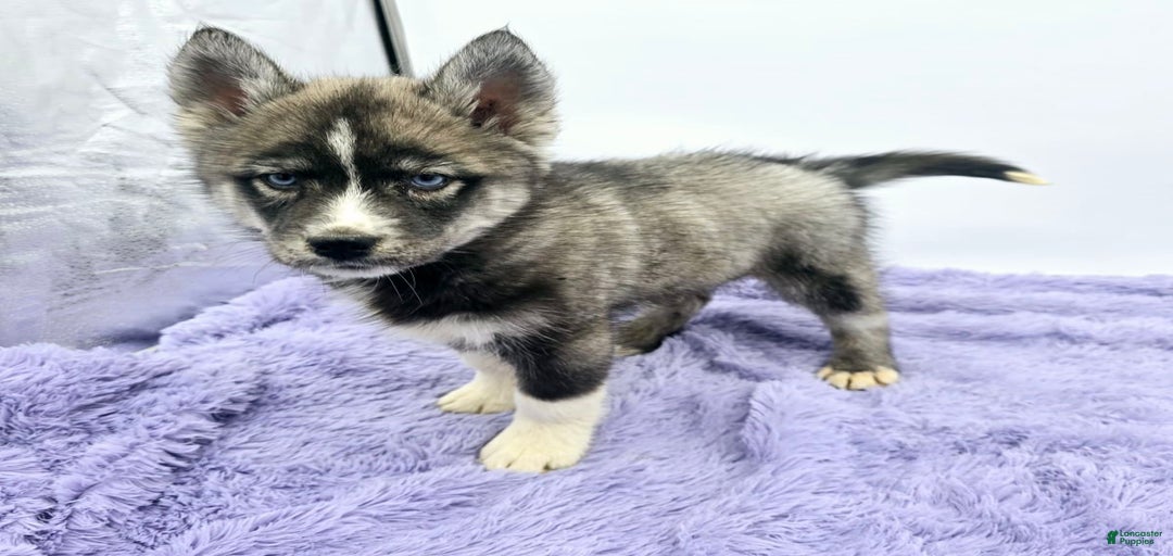 Gallery Image {{count}}