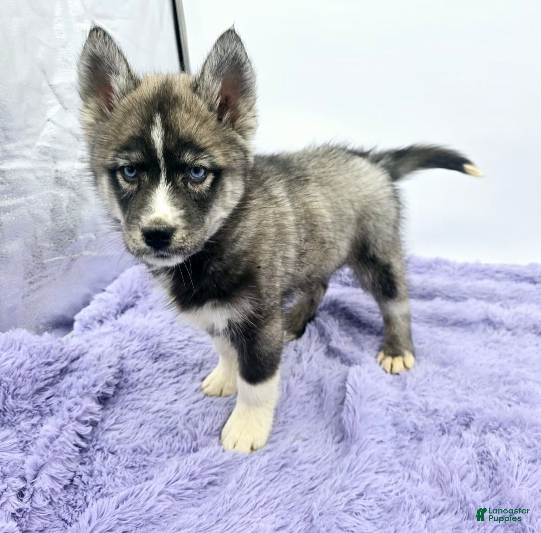 Gallery Image {{count}}