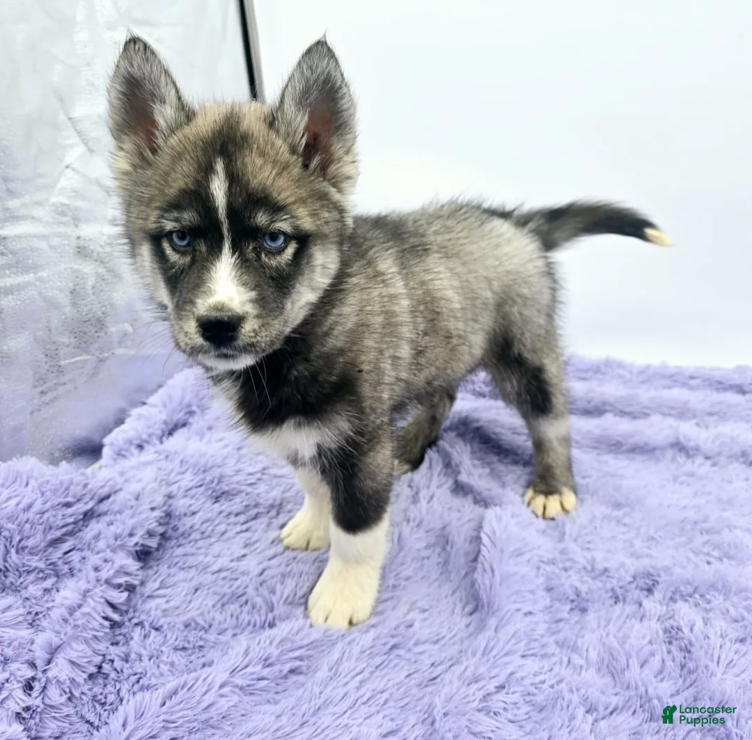 Gallery Image {{count}}