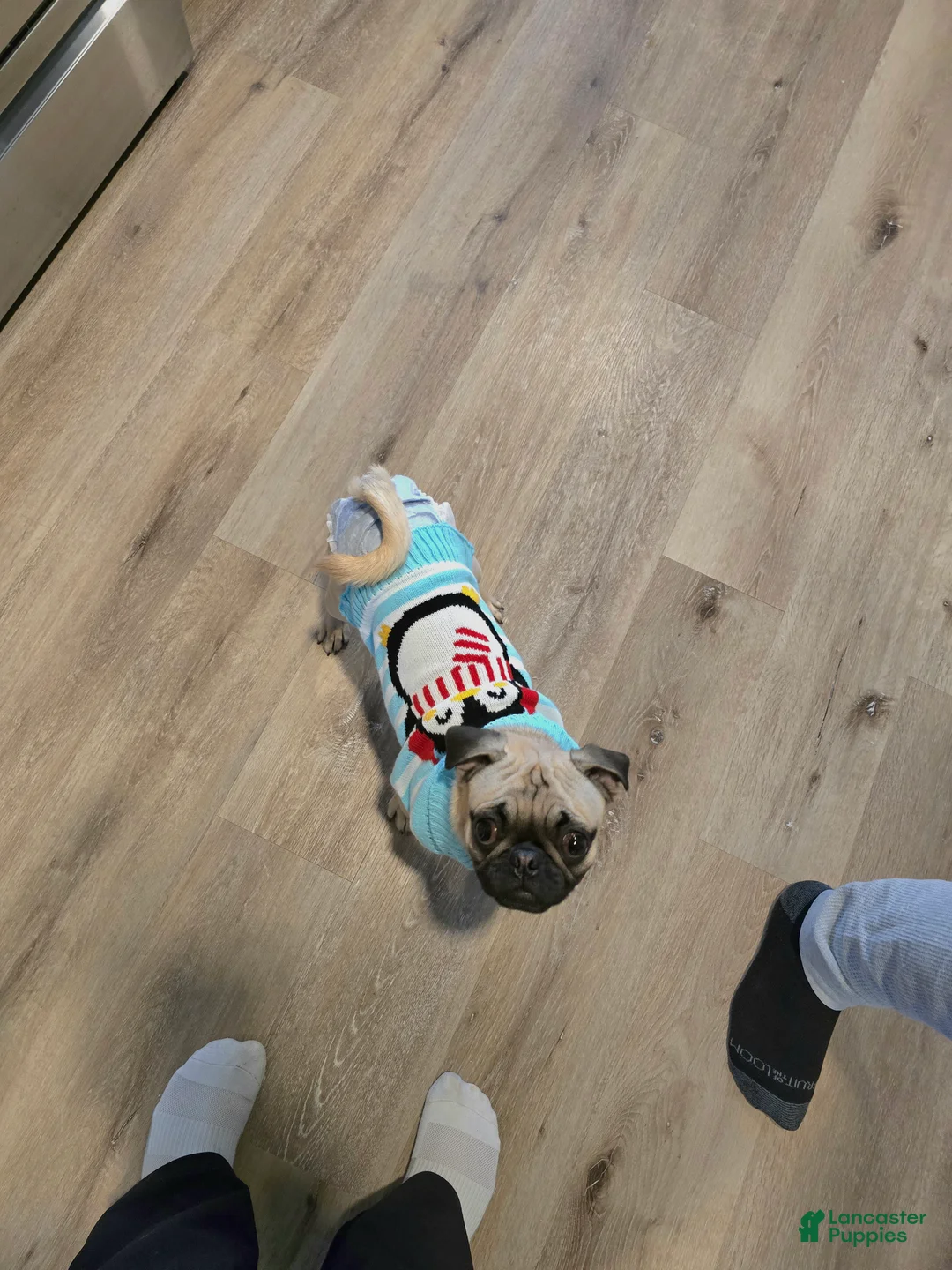 Mixed Breed dogs for sale: Mixed Breed Puppy 1 - Ad 5