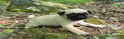 Pug dogs for sale: Chad - Ad 9