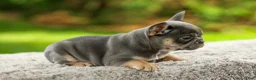 French Bulldog dogs for sale: Fancy - Ad 8