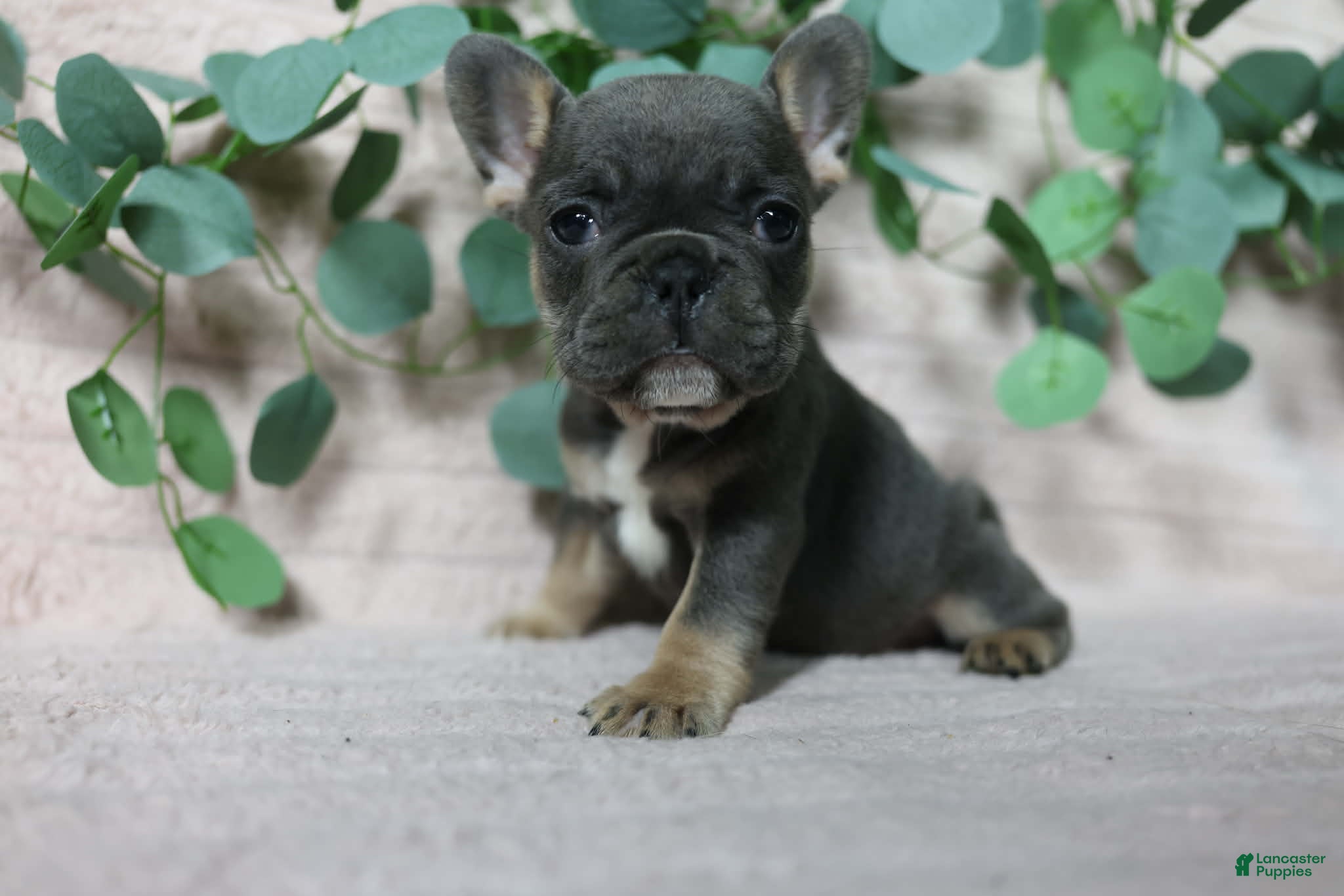 French Bulldog dogs Delilah  - Ad 31