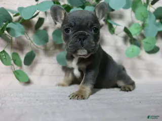 French Bulldog dogs Delilah - Ad 31