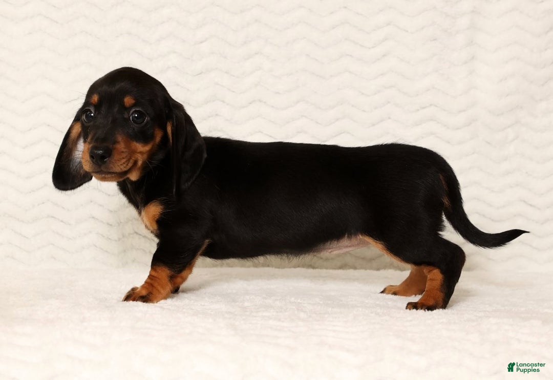 Miniature Dachshund dogs for sale: Nova - Ad 6