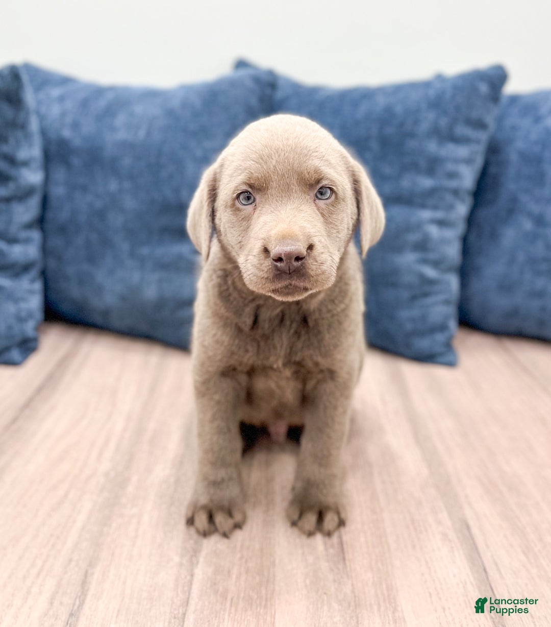 Labrador Retriever dogs for sale: Flint - Ad 1