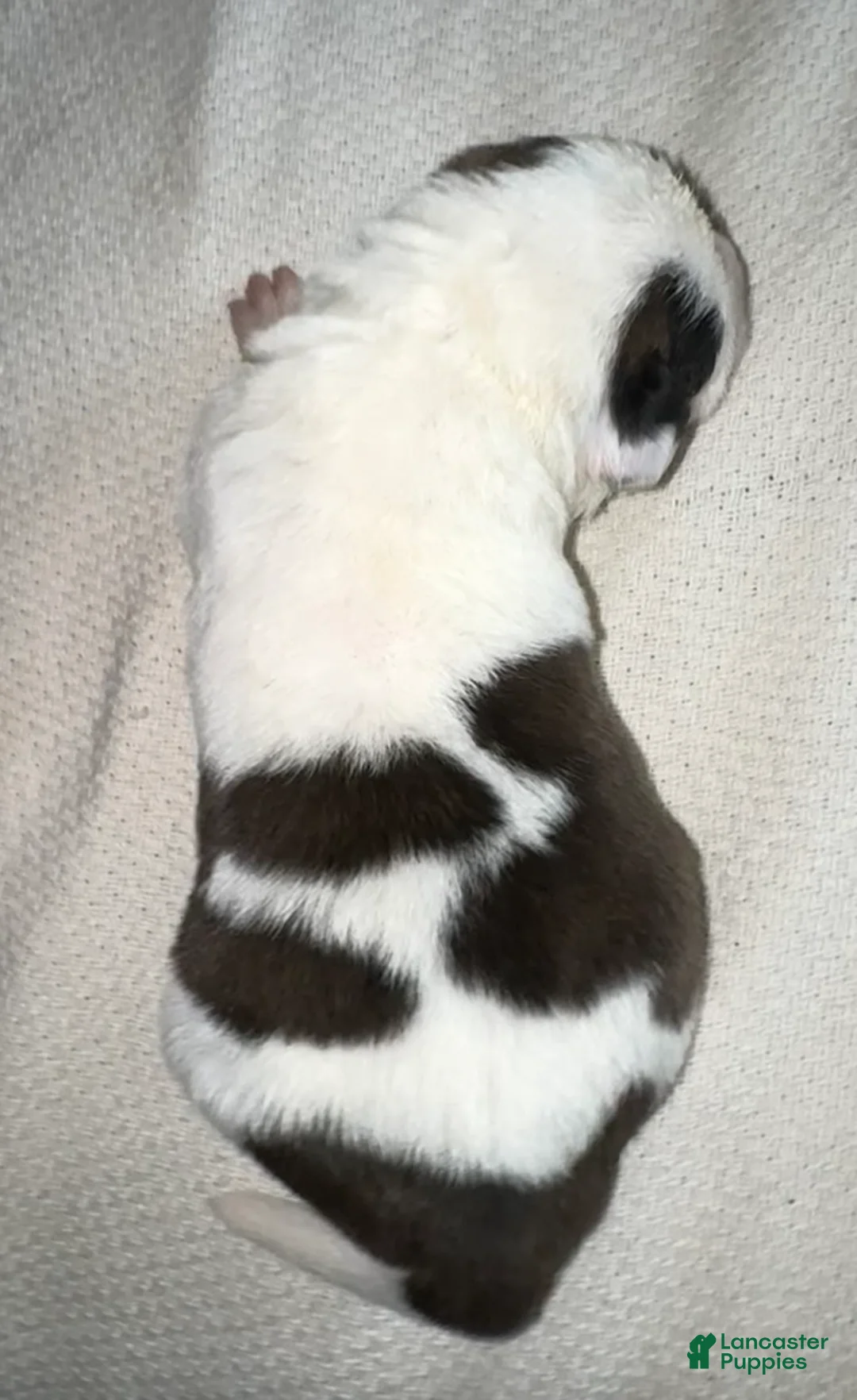 Saint Bernard dogs for sale: Zig - Ad 2