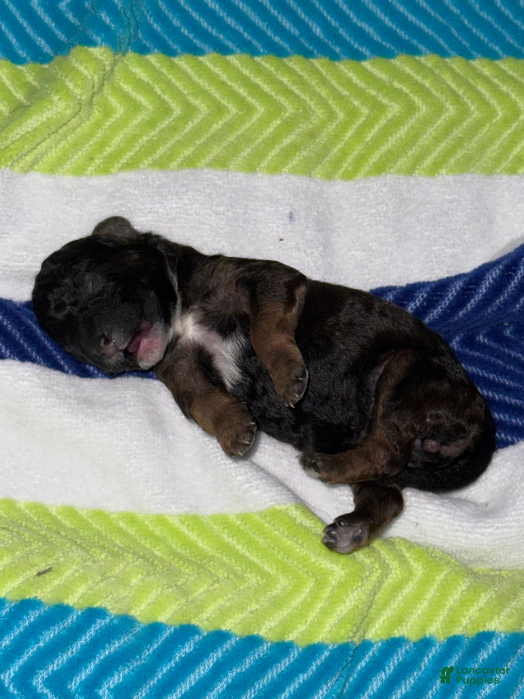 Mini Bernedoodle dogs for sale: Artemis - Ad 3