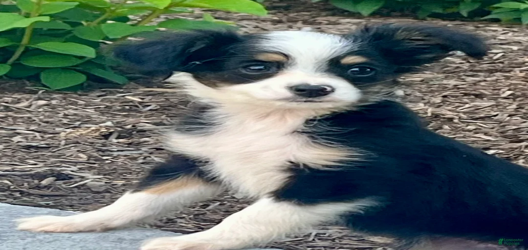 Gallery Image {{count}}