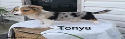 Welsh Corgi Pembroke dogs for sale: Tonya - Ad 1