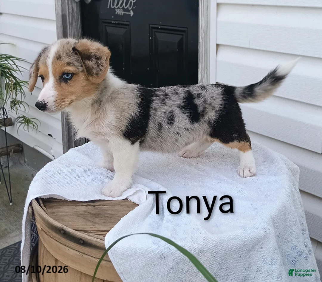 Welsh Corgi Pembroke dogs for sale: Tonya - Ad 1