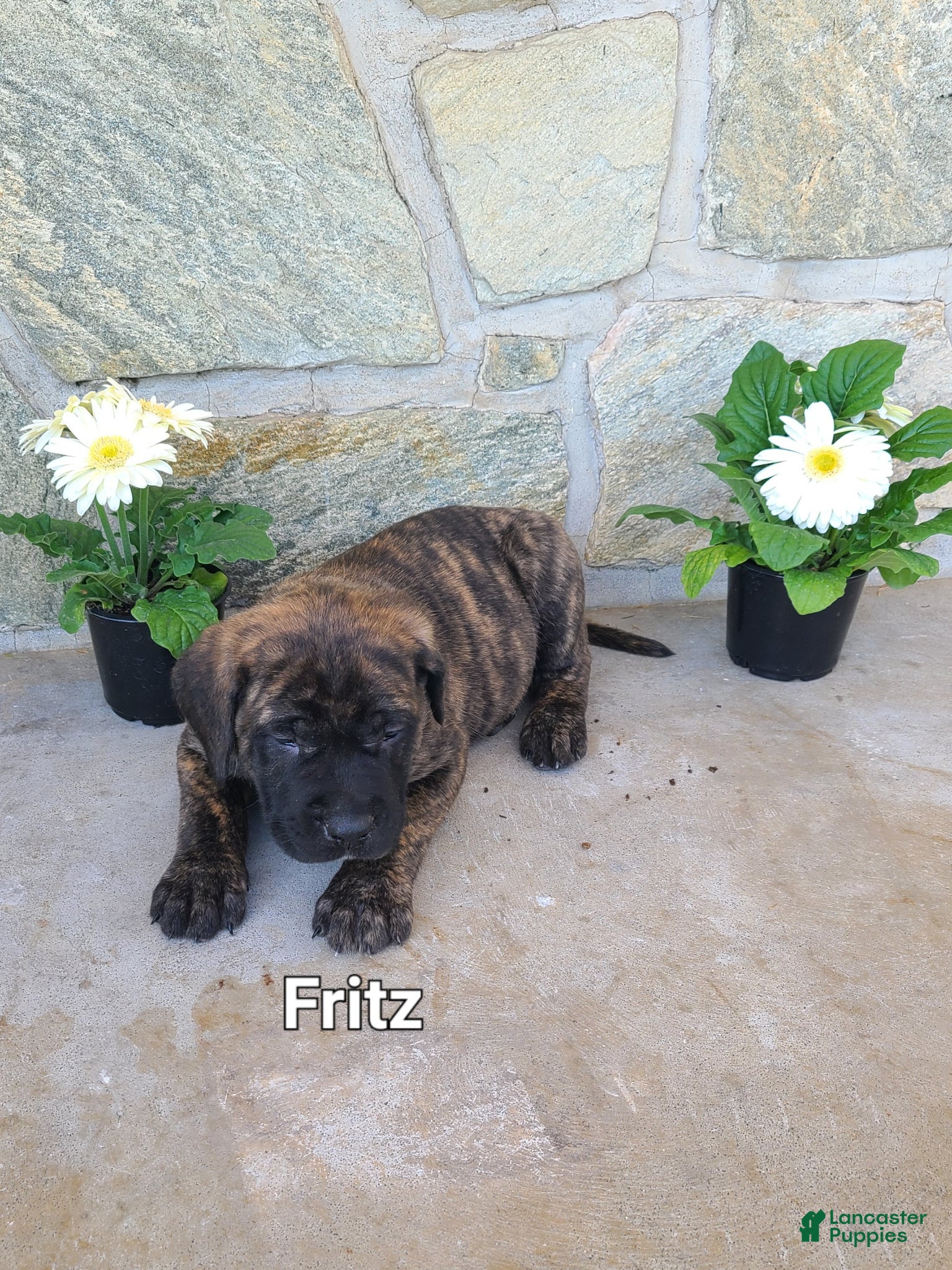 English Mastiff dogs for sale: Fritz - Ad 4